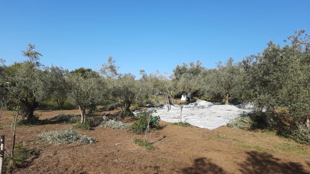 Olive grove connected to the Platolea brand