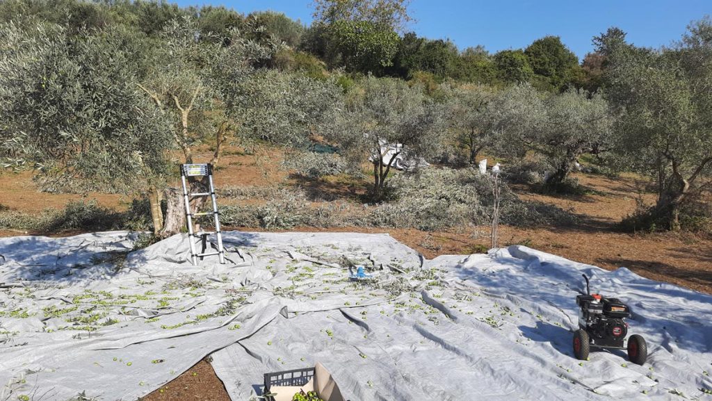 Olive grove connected to the Platolea brand