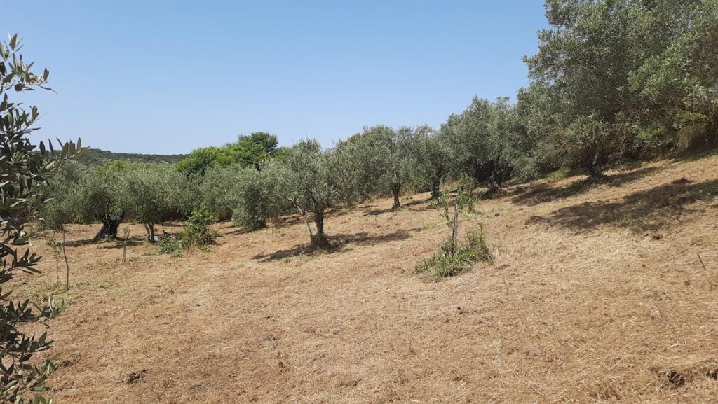 Olive grove connected to the Platolea brand