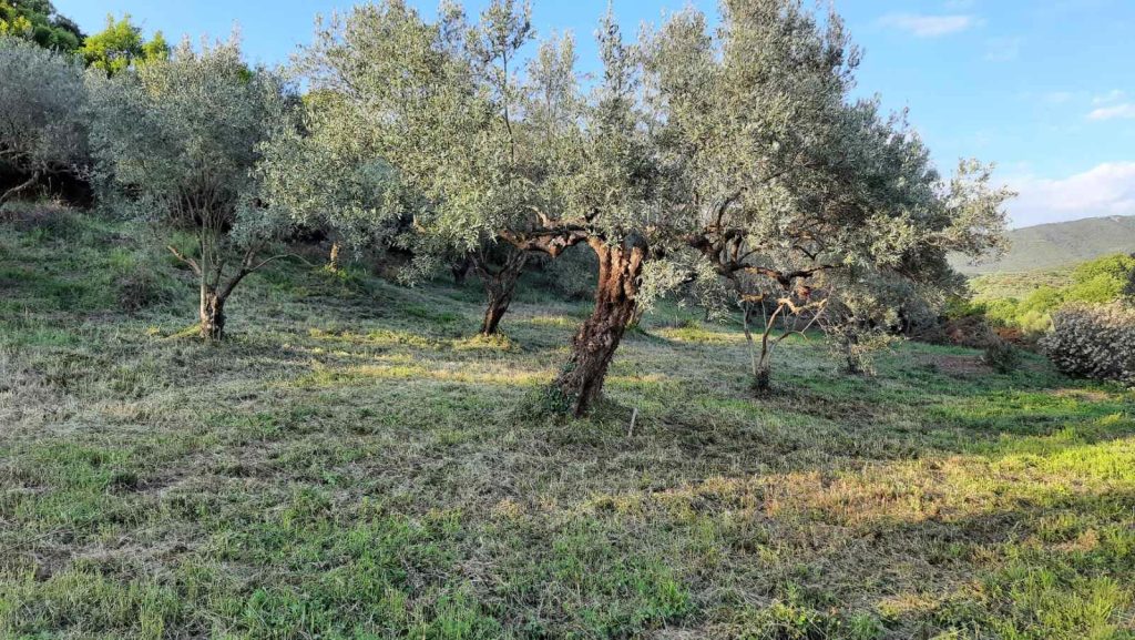 Olive tree used as visual inspiration for Platolea