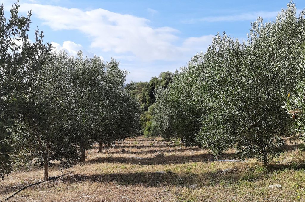 Olive groves connected to the Palaia Gi brand