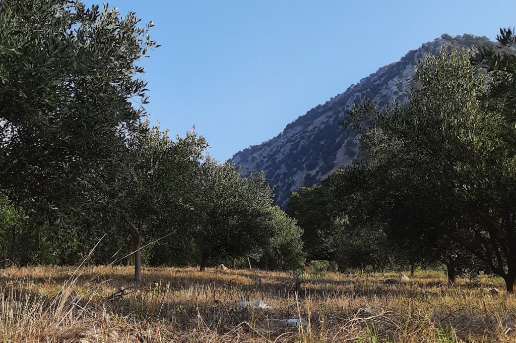 Olive cultivation landscape