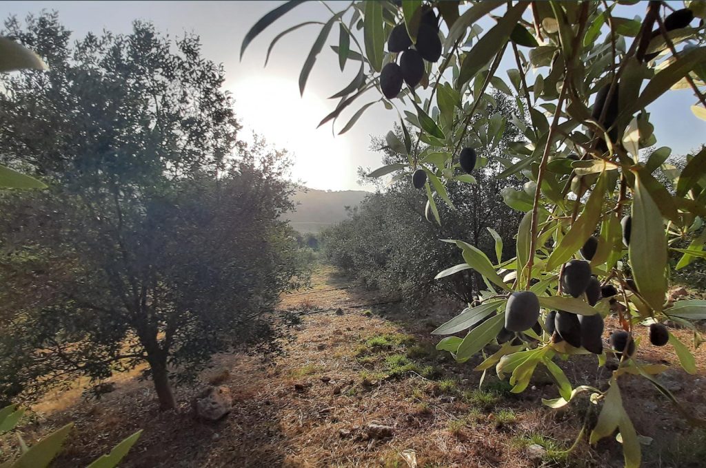 Olive trees from the family land
