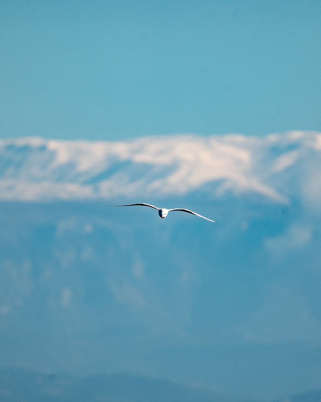 A bird flying above Lake Kerkini, with snow-covered mountains softly blurred behind it.