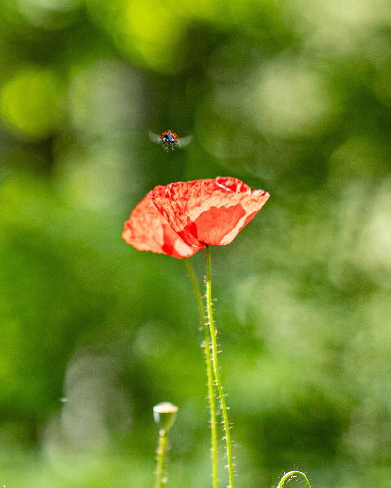 A single red poppy with a small insect hovering above it against a blurred green background.
