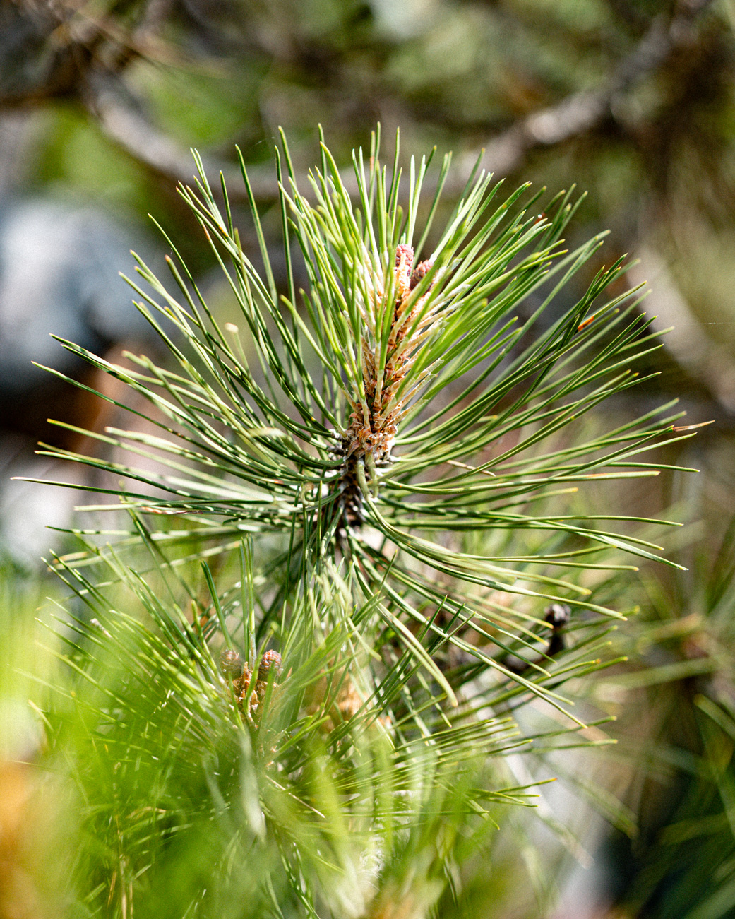 Close-up of fresh green pine needles with the woodland softly blurred behind them.