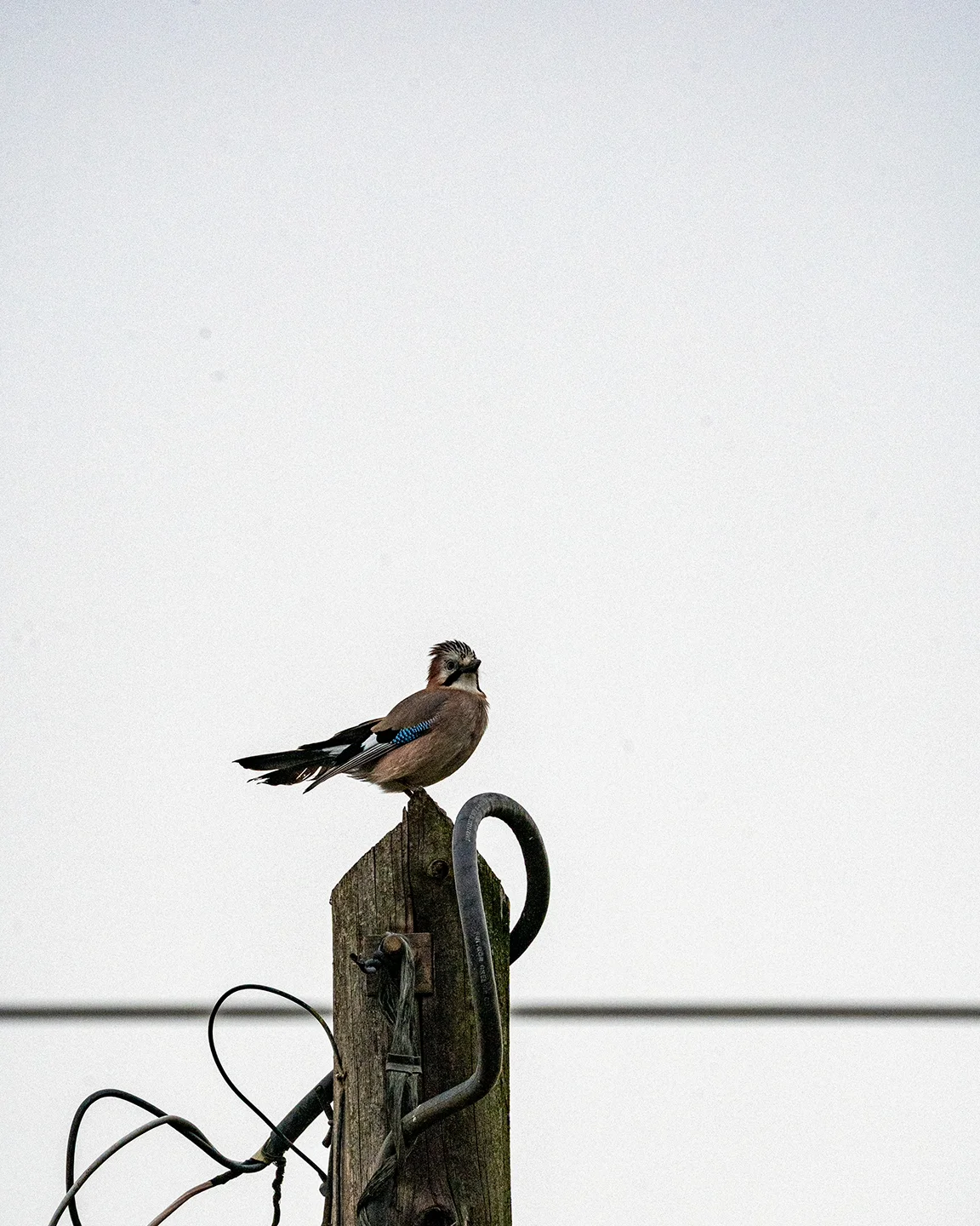 Eurasian jay perched on a wooden utility pole, with blue wing markings visible against a pale grey sky.